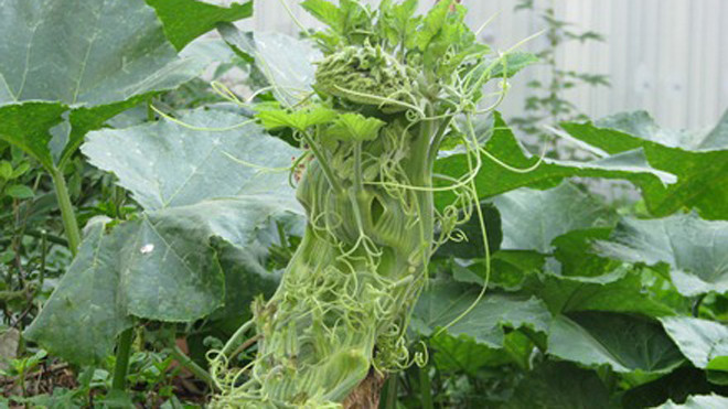 Ngọn bí hóa… đầu rồng