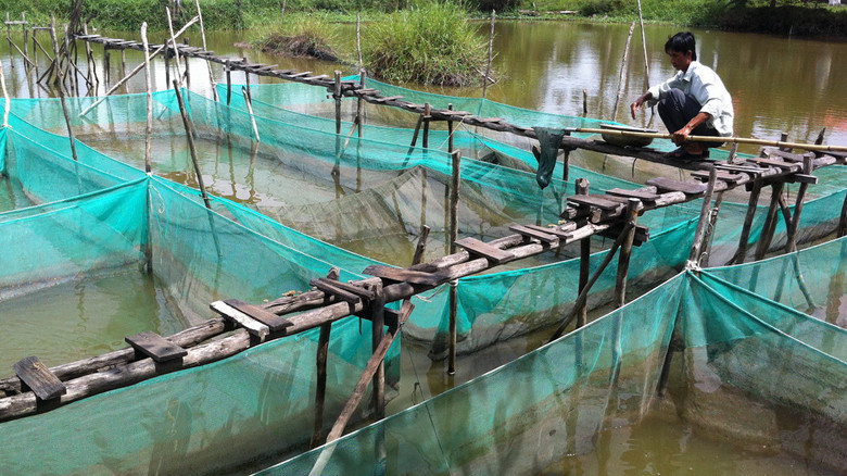  Chăm sóc cá lóc trong vèo. Ảnh: Ngọc Huyền