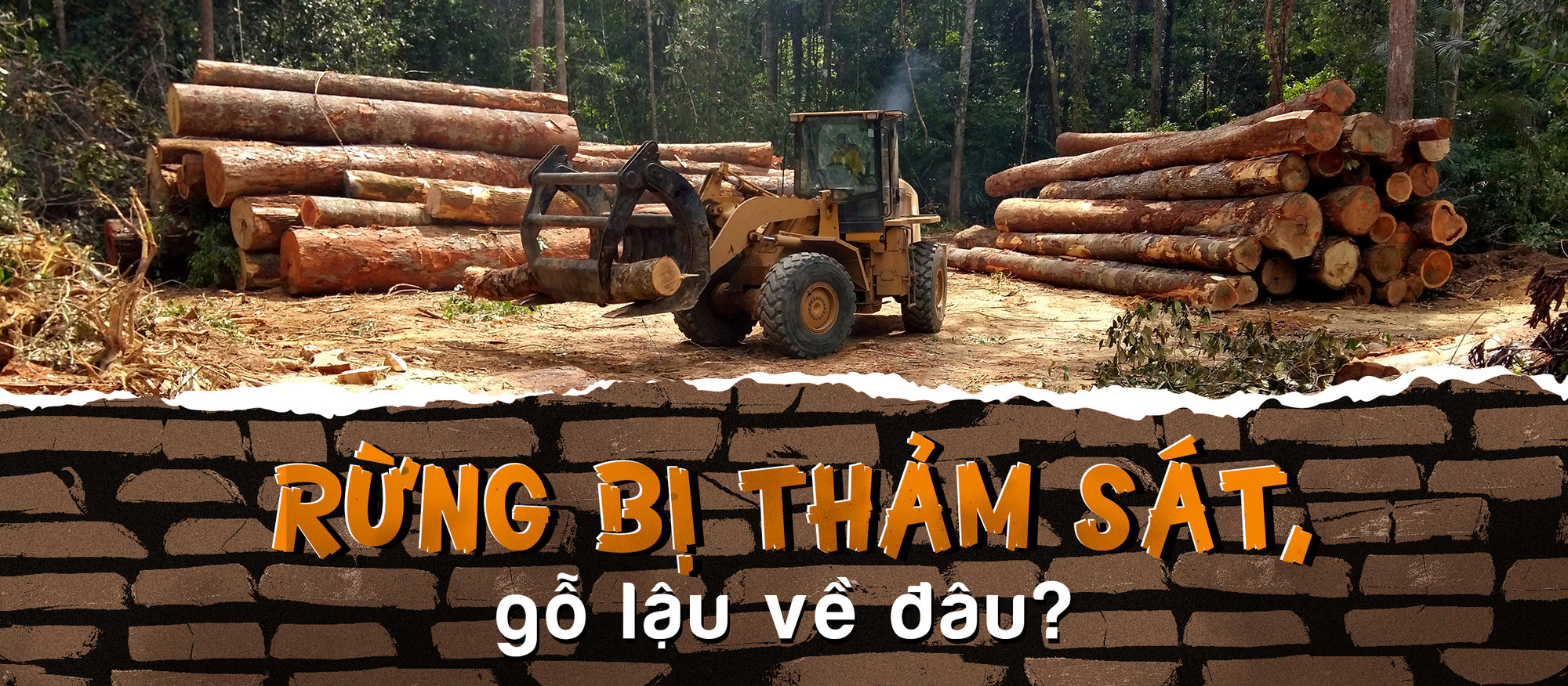 Rừng bị thảm sát, gỗ lậu về đâu?