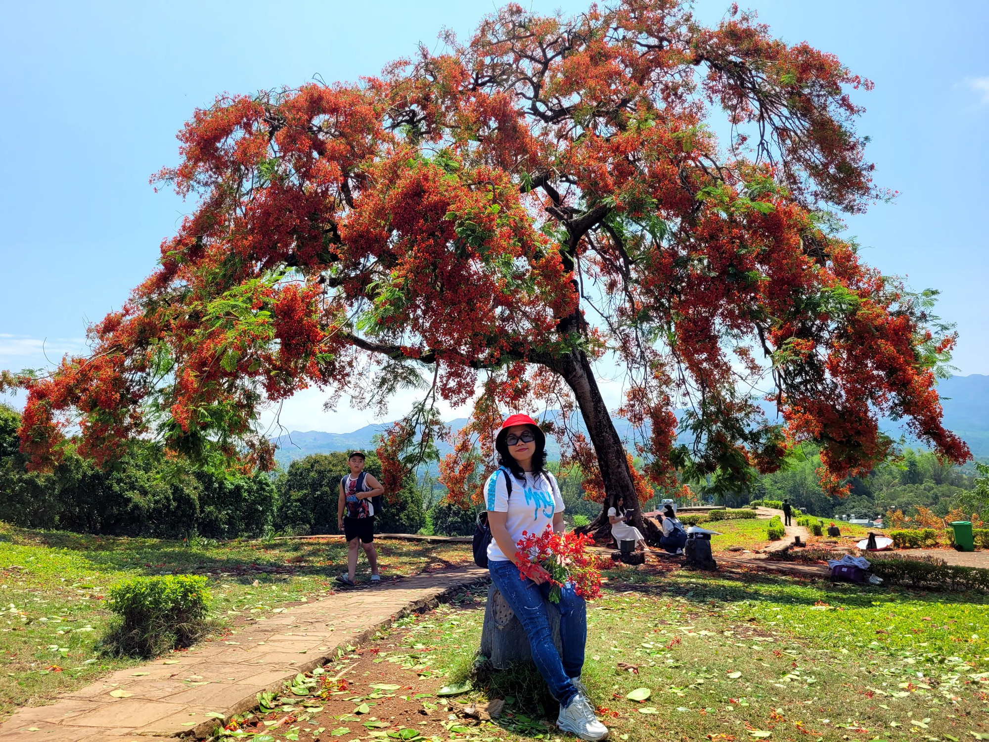 Du khách lưu lại hình ảnh phượng nở sớm trên đỉnh đồi A1. Ảnh: Hoàng Lan. Du khách lưu lại hình ảnh phượng nở sớm trên đỉnh đồi A1. Ảnh: Hoàng Lan.