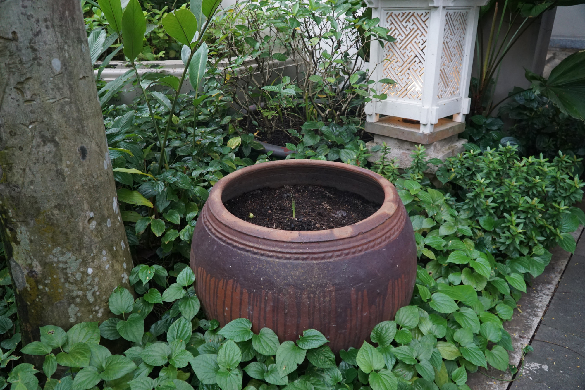 Con đường đi có chiếc chậu cây còn đang nhú mầm Con đường đi có chiếc chậu cây còn đang nhú mầm