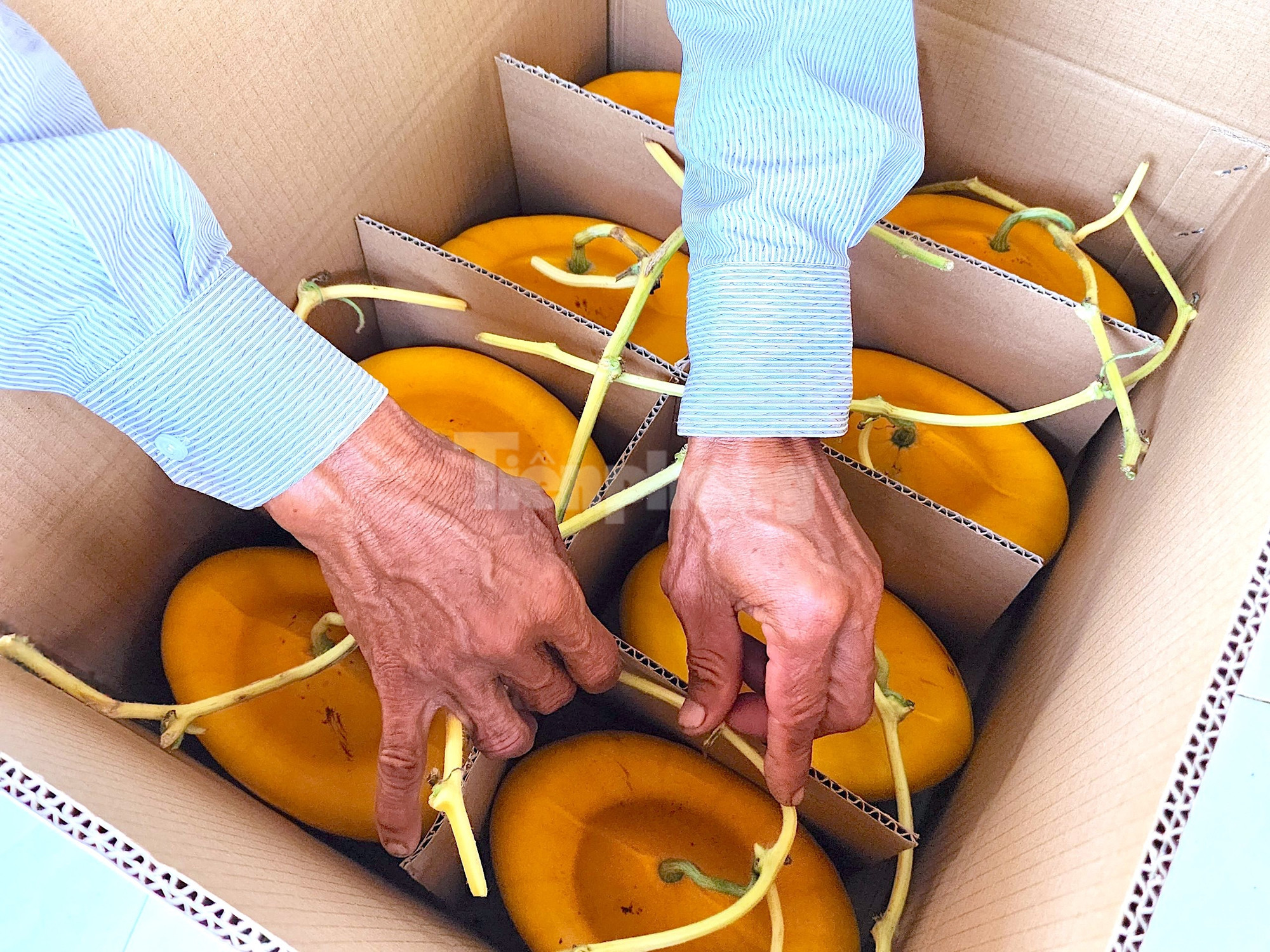 Dưa hấu tạo hình của ông Cưng được đóng thùng cẩn thận và được bảo hành (Ảnh: Kim Hà).