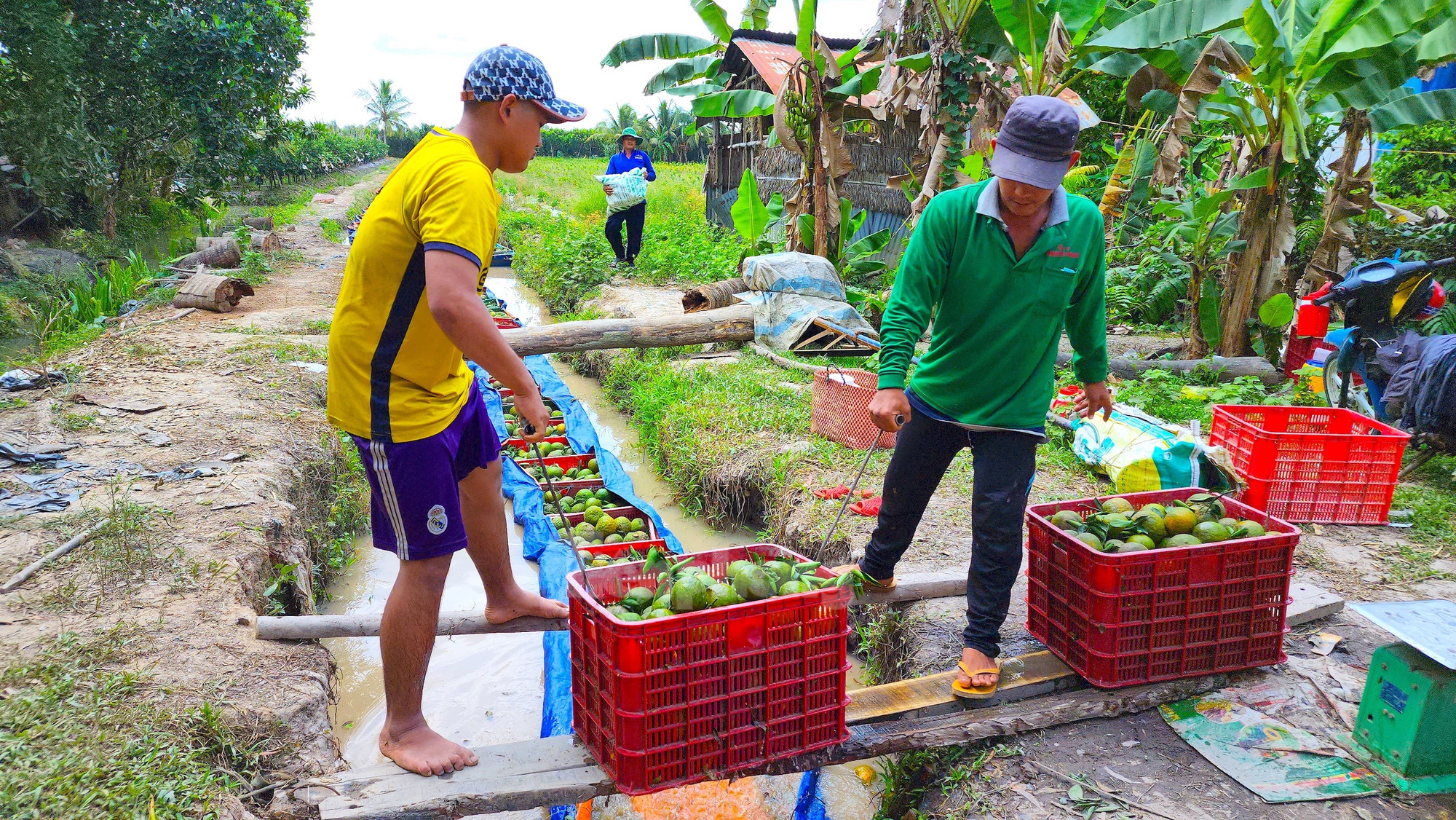 Mỗi công cam, người nông dân phải bỏ ra khoảng 100 triệu đồng để đầu tư. Từ khâu lên luống, mua cây giống, phân thuốc,...chăm sóc đến 18 tháng mới cho thu hoạch nhưng gặp cảnh "được mùa mất giá" như lúc này, bà con có nguy cơ mất trắng trong vụ này (Ảnh: Kim Hà).
