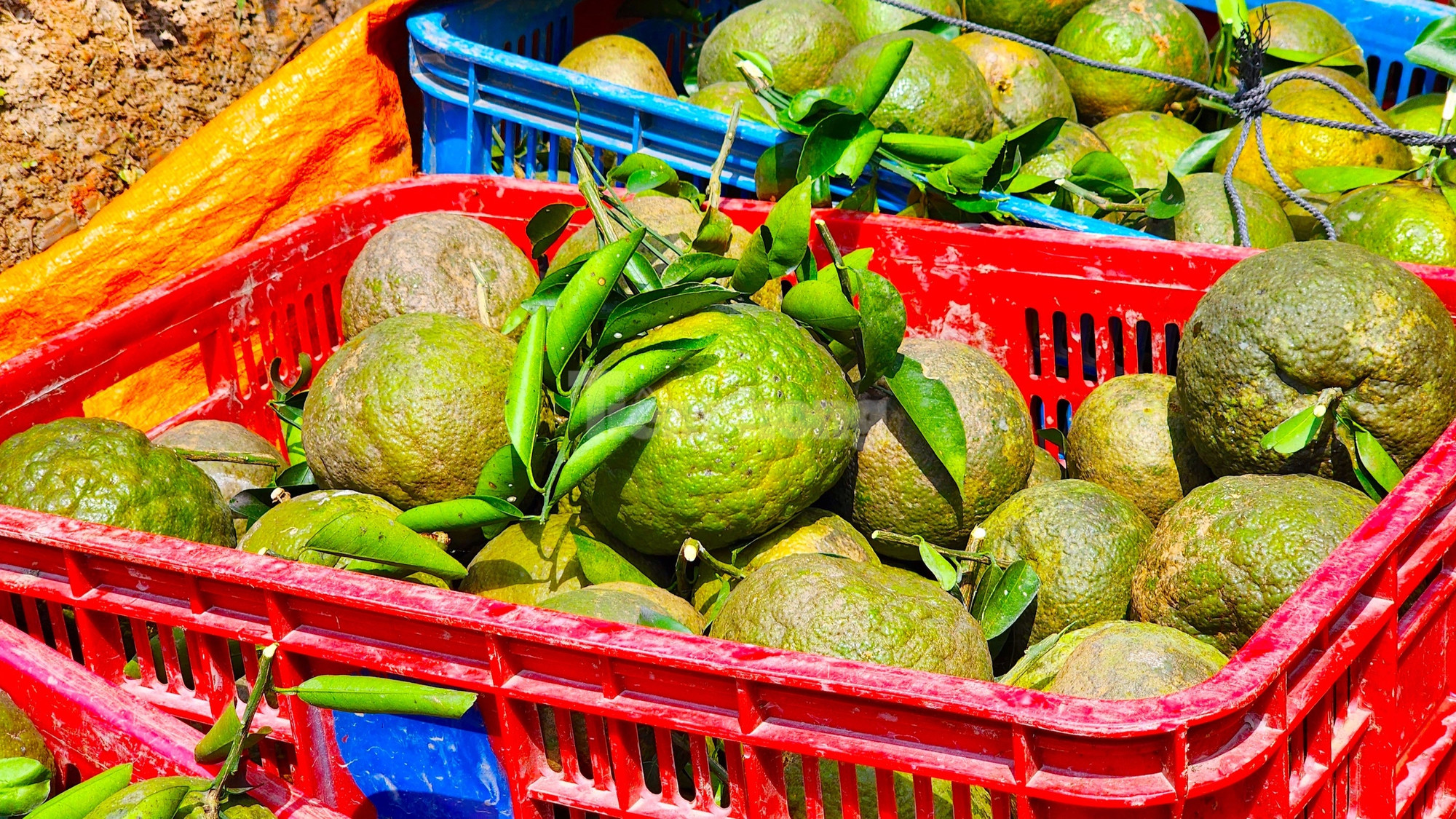 Theo anh Tú, thời điểm này thương lái không mua nhiều; do phần lớn, cam tại Trà Ôn cung cấp chủ yếu cho thị trường TPHCM, Hà Nội và các tỉnh phía Bắc. Tuy nhiên, do Tết vừa rồi Hà Nội lạnh quá nên cam không hút hàng, mà TPHCM thì cung vượt cầu. Vì vậy, cam tại vườn còn rất nhiều nhưng không có đầu ra. Một phần người dân cũng muốn neo lại để chờ tăng giá (Ảnh: Kim Hà).