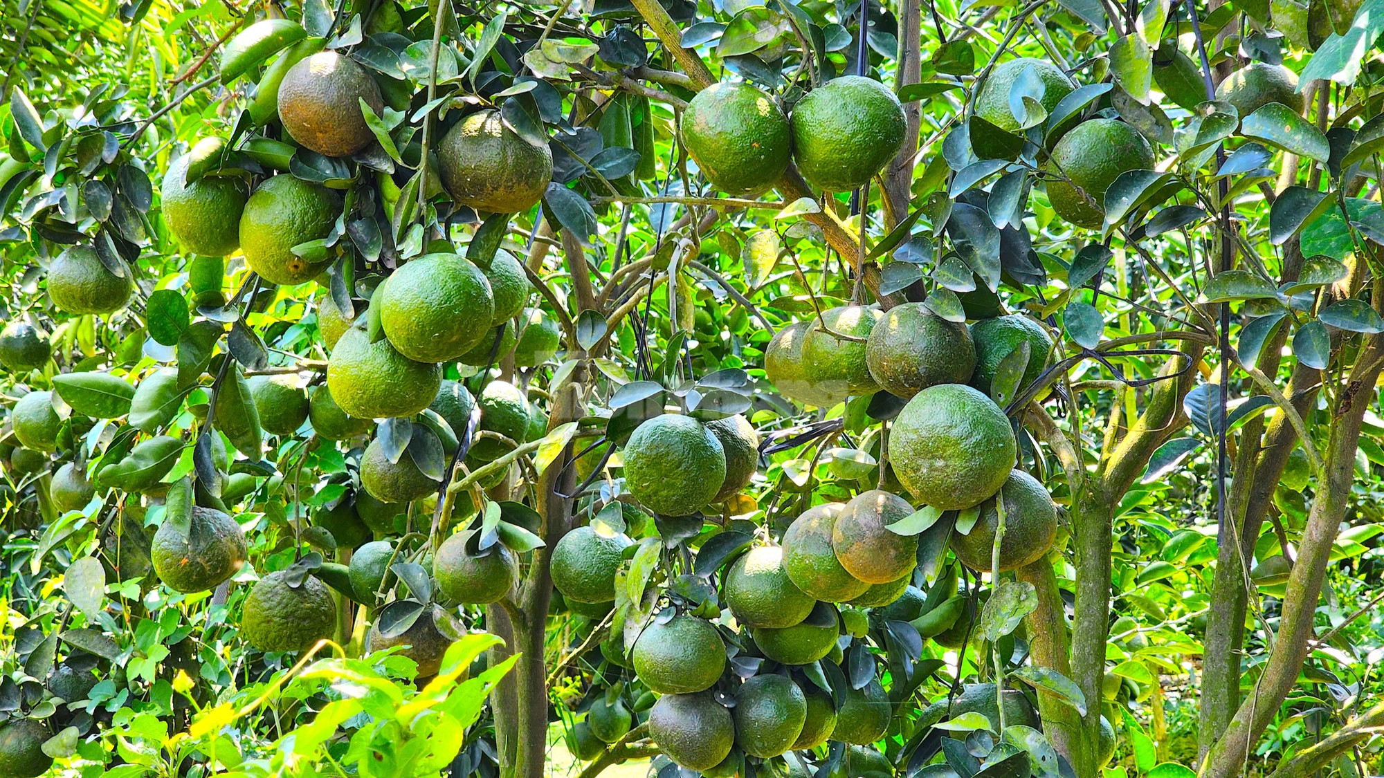 Nhiều nhà vườn chọn neo trái trên cây để chờ tăng giá (Ảnh: Kim Hà).