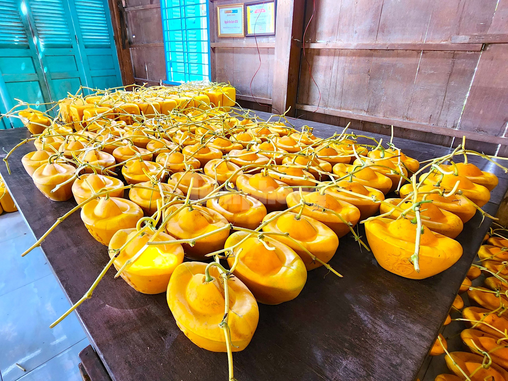 Trong dịp Tết Nguyên đán Quý Mão 2023, ông Cưng trồng khoảng 4.000 dây dưa hấu Kim Hồng (vỏ vàng, ruột đỏ). Trong đó, ông chọn ra 600 dây có trái phát triển tốt để tạo hình (Ảnh: Kim Hà).