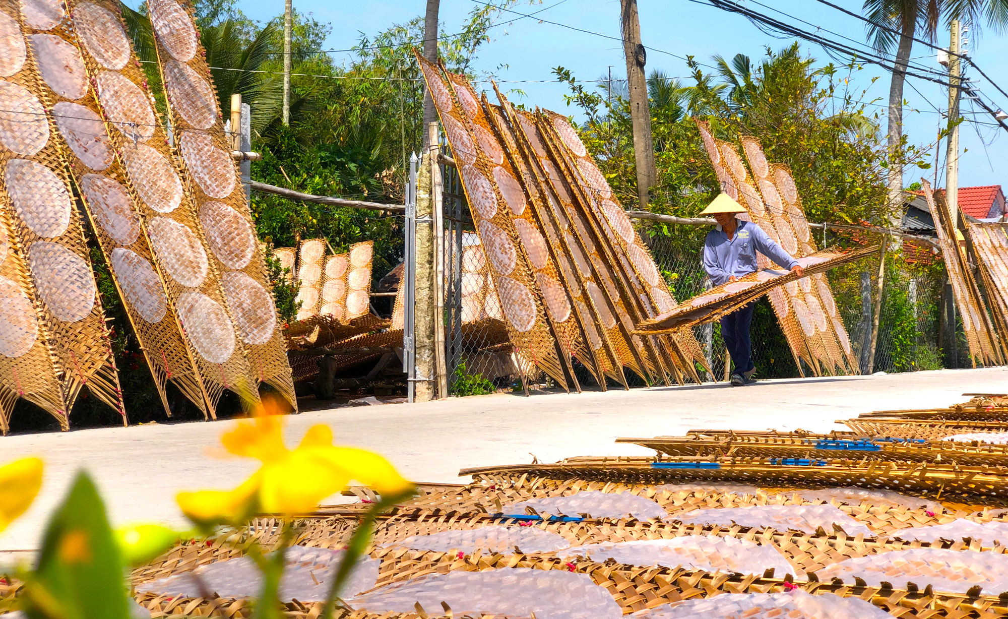 Tuy chỉ là chiếc bánh tráng mỏng manh, đơn giản nhưng để làm ra được chúng, người thợ phải thực nhiều công đoạn, mà công đoạn nào cũng khó; nhất là phải phụ thuộc vào “ông trời”. Bà Giáo cho biết, hôm nào nắng thì làm rất khoẻ, còn gặp gió hoặc mưa thì ở ngoài đường không vô nhà được luôn, vì phải dọn các vỉ bánh kẻo gió bay, mưa ướt - Ảnh: Kim Hà. Tuy chỉ là chiếc bánh tráng mỏng manh, đơn giản nhưng để làm ra được chúng, người thợ phải thực nhiều công đoạn, mà công đoạn nào cũng khó; nhất là phải phụ thuộc vào “ông trời”. Bà Giáo cho biết, hôm nào nắng thì làm rất khoẻ, còn gặp gió hoặc mưa thì ở ngoài đường không vô nhà được luôn, vì phải dọn các vỉ bánh kẻo gió bay, mưa ướt - Ảnh: Kim Hà.