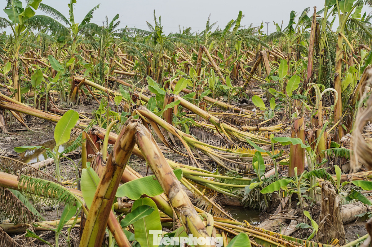 Bên cạnh chuối xuất khẩu, chuối tiêu hồng cũng mang lại nguồn lợi lớn cho người nông dân. Theo ông Tải, những ngày giáp Tết, mỗi buồng chuối tiêu hồng có giá dao động từ 1 đến 1,2 triệu đồng/buồng nghìn đồng. Ước tính, mỗi sào chuối trồng được khoảng 60 cây, người trồng chuối Tết thu về khoảng 70 triệu đồng/sào.