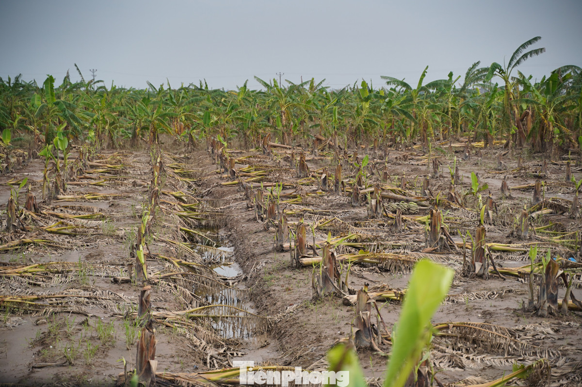 Theo thống kê, một số hộ trồng chuối xuất khẩu ở xã Hà Thanh, bão đã gây thiệt hại hàng tỷ đồng, bao nhiêu tiền của dồn đầu tư vào cây chuối đến giờ trắng tay.