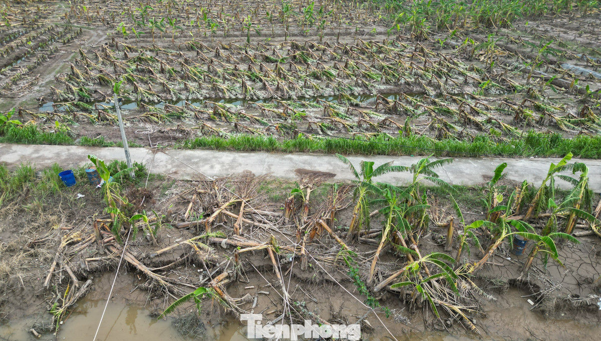 Ngập lụt do hoàn lưu bão số 3 đã gây thiệt hại nặng nề cho bà con nông dân ở Hải Dương. Theo ghi nhận của phóng viên Tiền Phong, hiện nay hầu hết diện tích trồng chuối xuất khẩu đã bị phá hủy.