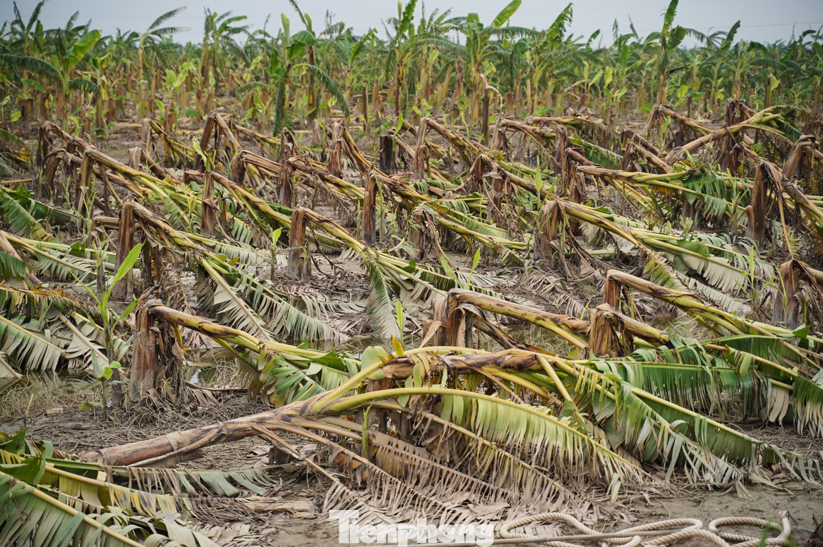 Bên cạnh chuối xuất khẩu, chuối tiêu hồng cũng mang lại nguồn lợi lớn cho người nông dân. Theo ông Tải, những ngày giáp Tết, mỗi buồng chuối tiêu hồng có giá dao động từ 1 đến 1,2 triệu đồng/buồng nghìn đồng. Ước tính, mỗi sào chuối trồng được khoảng 60 cây, người trồng chuối Tết thu về khoảng 70 triệu đồng/sào.
