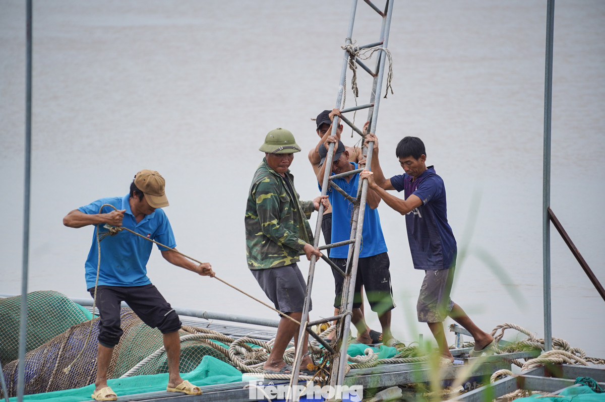 Phía trong đê thì chuối đổ sập, còn phía ngoài bờ sông là dãy lồng cá bị nước lũ đánh cho tan tác và người dân đang cố sửa chữa, khắc phục để bắt đầu vào vụ cá mới.