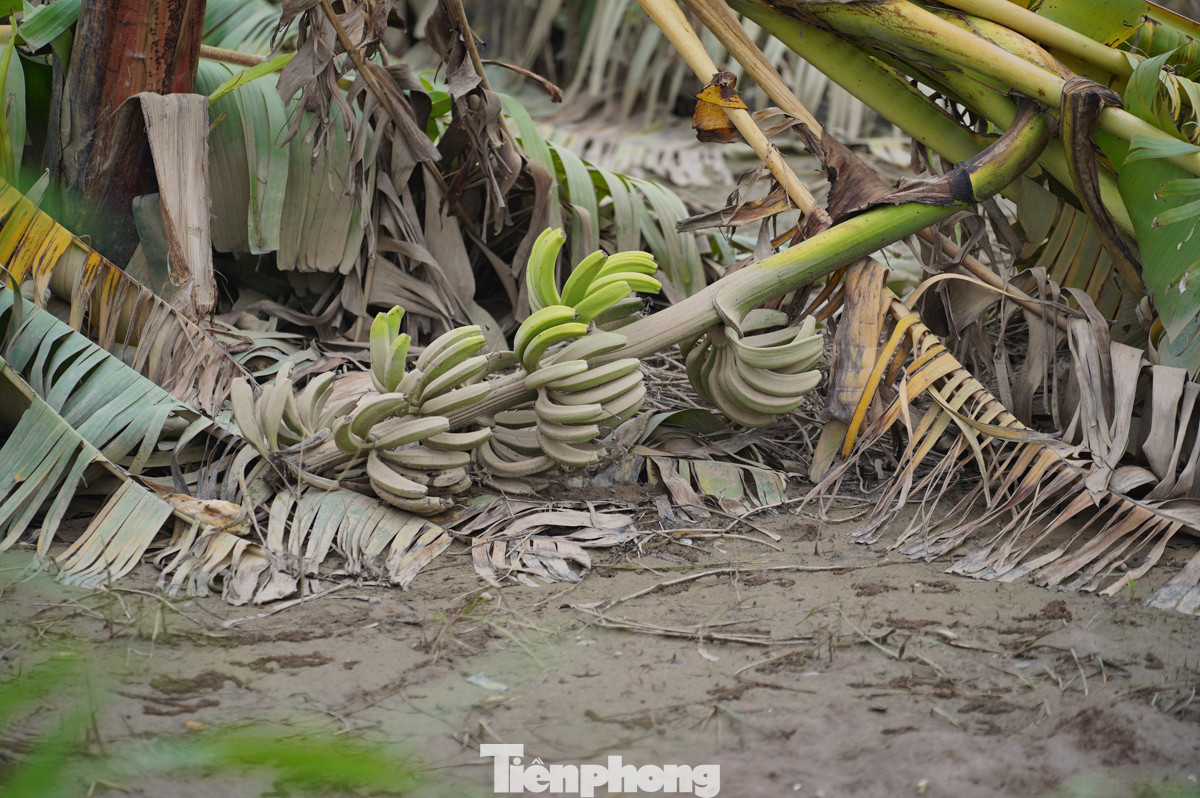 Đứng trên con đê cấp thôn Hữu Trung (xã Hà Thanh), PV Tiền Phong chứng kiến cảnh hoang tàn, phía trong con đê là cánh đồng chuối hữu cơ bạt ngàn trĩu quả, bị gió bão quật gãy ngang thân ngâm dưới nước nhiều ngày. Toàn bộ số chuối là cuộc sống và tương lai của người dân nơi đây.