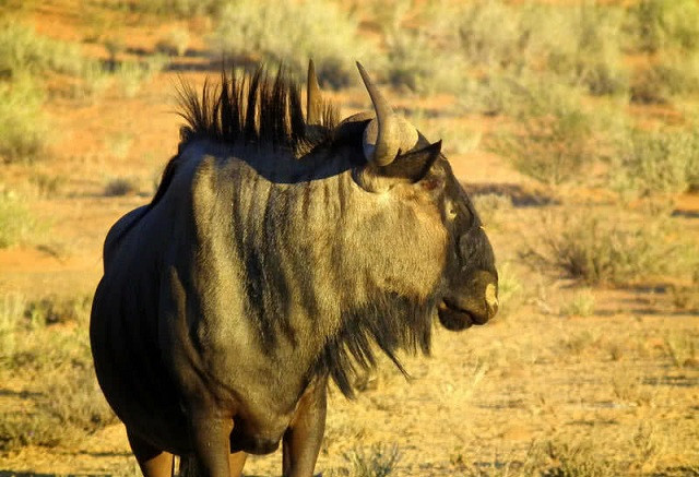 wildbeest CGOH