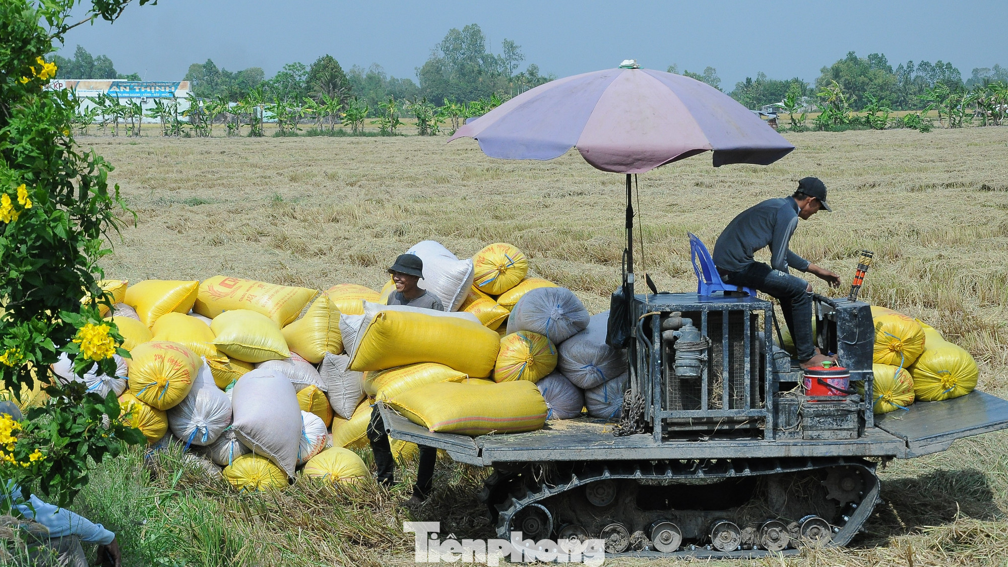 Mục tiêu của đề án đến năm 2030, vùng ĐBSCL có 1 triệu ha lúa chất lượng cao.