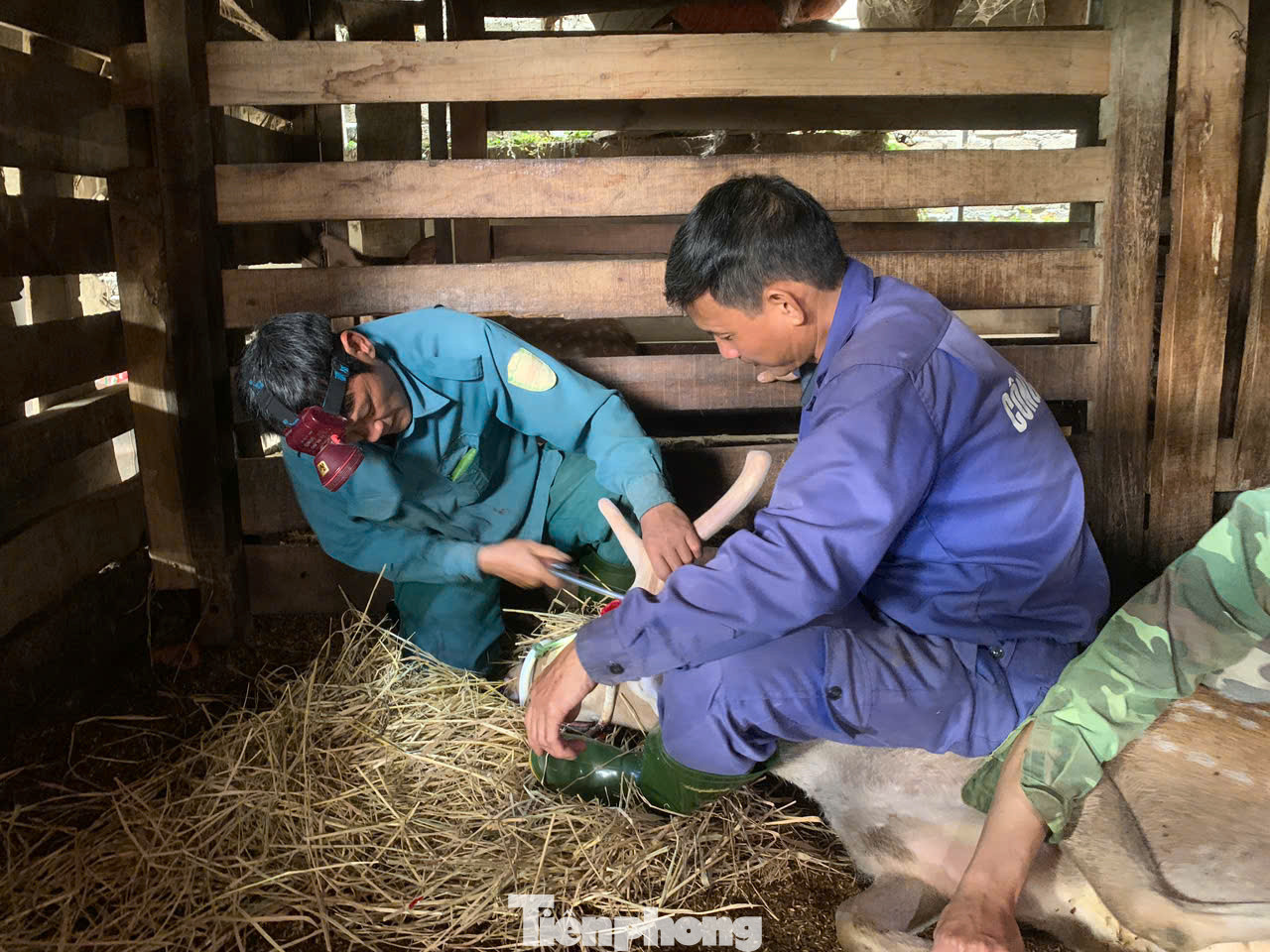 Nhờ nuôi loài hươu sao, năm nay toàn huyện Hương Sơn ước tính thu trên 200 tỷ.