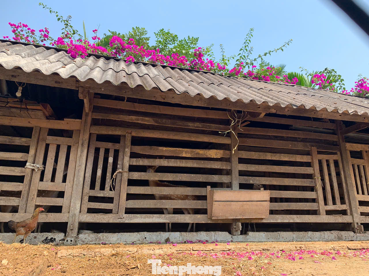 Người dân Hương Sơn xây dựng chuồng thoáng mát để nuôi hươu.