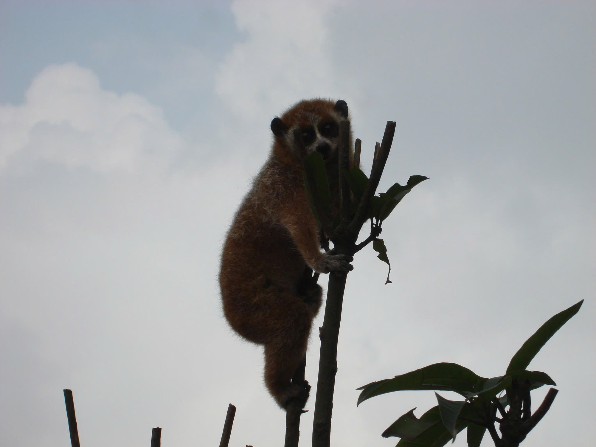 Những loài động vật quý hiếm sinh sống trong Vườn quốc gia Vũ Quang. Những loài động vật quý hiếm sinh sống trong Vườn quốc gia Vũ Quang.