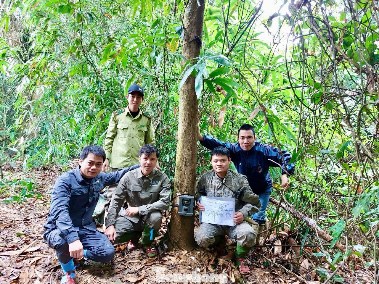 Cán bộ Vườn Quốc gia Vũ Quang đặt bẫy ảnh săn ảnh thú quý hiếm. Cán bộ Vườn Quốc gia Vũ Quang đặt bẫy ảnh săn ảnh thú quý hiếm.