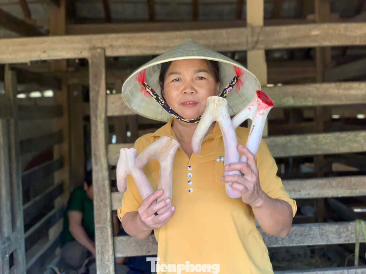 Người dân huyện Hương Sơn phấn khởi thu hoạch lộc nhung hươu.