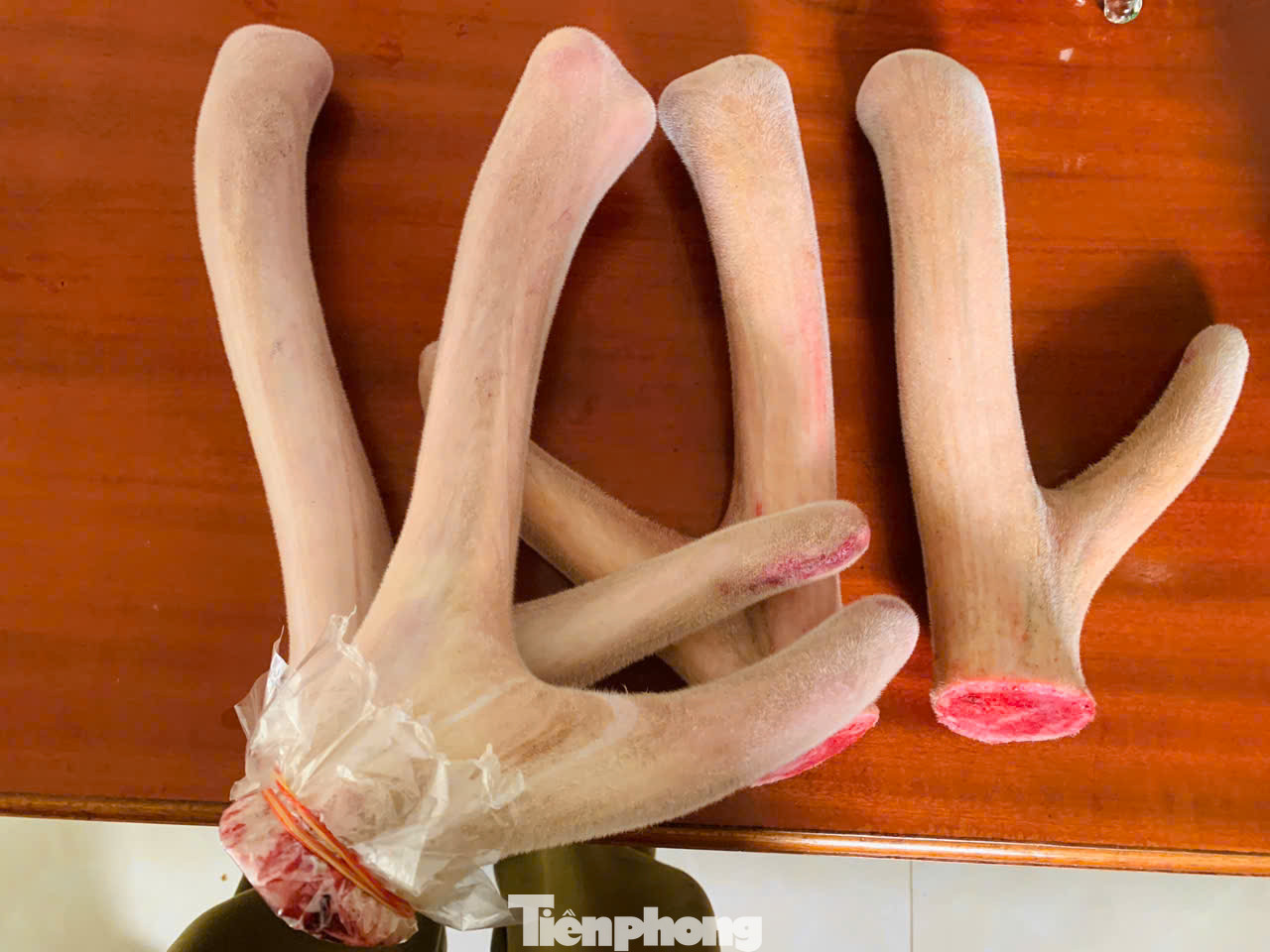 Những cặp nhung hươu sau khi vừa cắt xong.