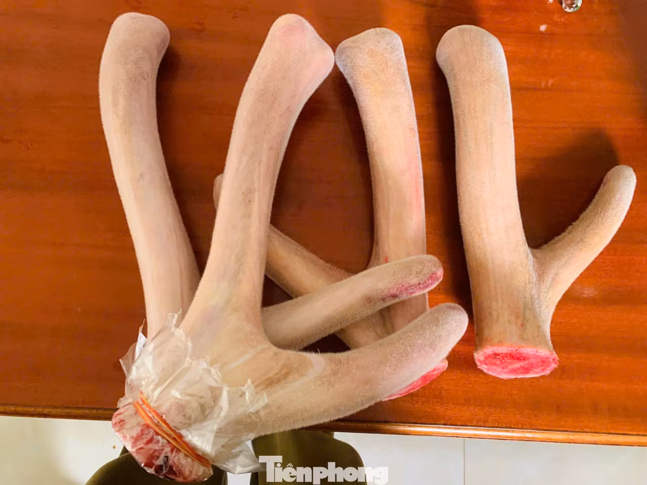 Những cặp nhung hươu sau khi vừa cắt xong.