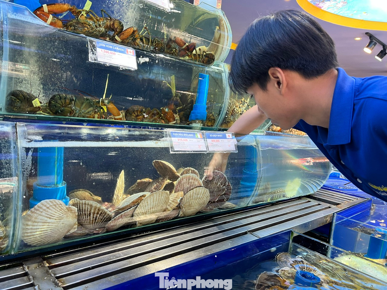 King Carb, bào ngư sống... đắt hàng dịp Tết King Carb, bào ngư sống... đắt hàng dịp Tết