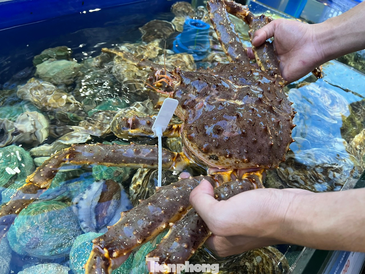 King Carb, bào ngư sống... đắt hàng dịp Tết King Carb, bào ngư sống... đắt hàng dịp Tết