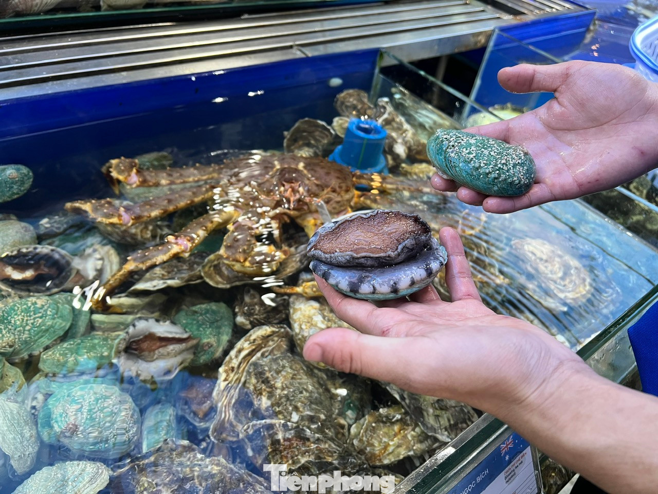 King Carb, bào ngư sống... đắt hàng dịp Tết King Carb, bào ngư sống... đắt hàng dịp Tết