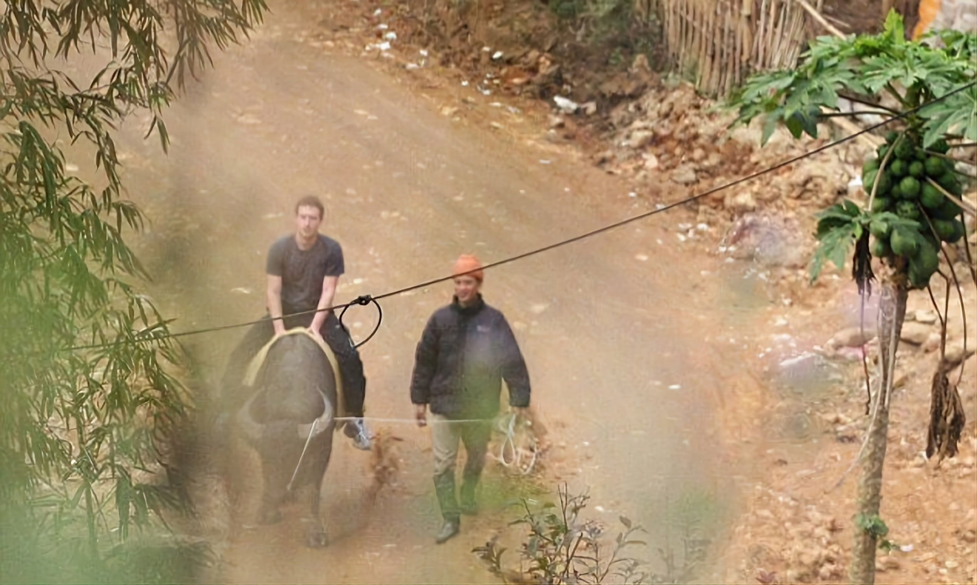 Mark Zuckerberg cưỡi trâu, thưởng ngoạn quang cảnh Sapa.