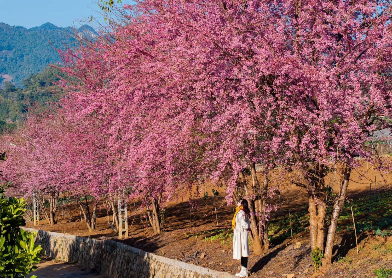 Giới trẻ n&ocirc; nức check-in hoa mai anh đ&agrave;o 'nhuộm hồng' ở Mộc Ch&acirc;u | B&aacute;o điện  tử Tiền Phong