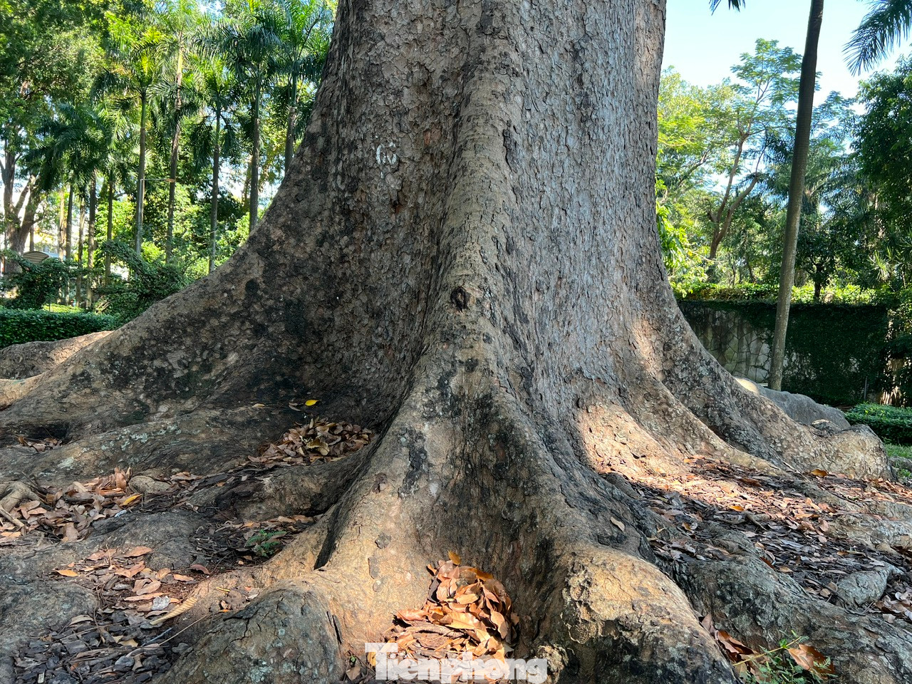 Gốc cây xà cừ có rễ nổi to trên mặt đất Gốc cây xà cừ có rễ nổi to trên mặt đất