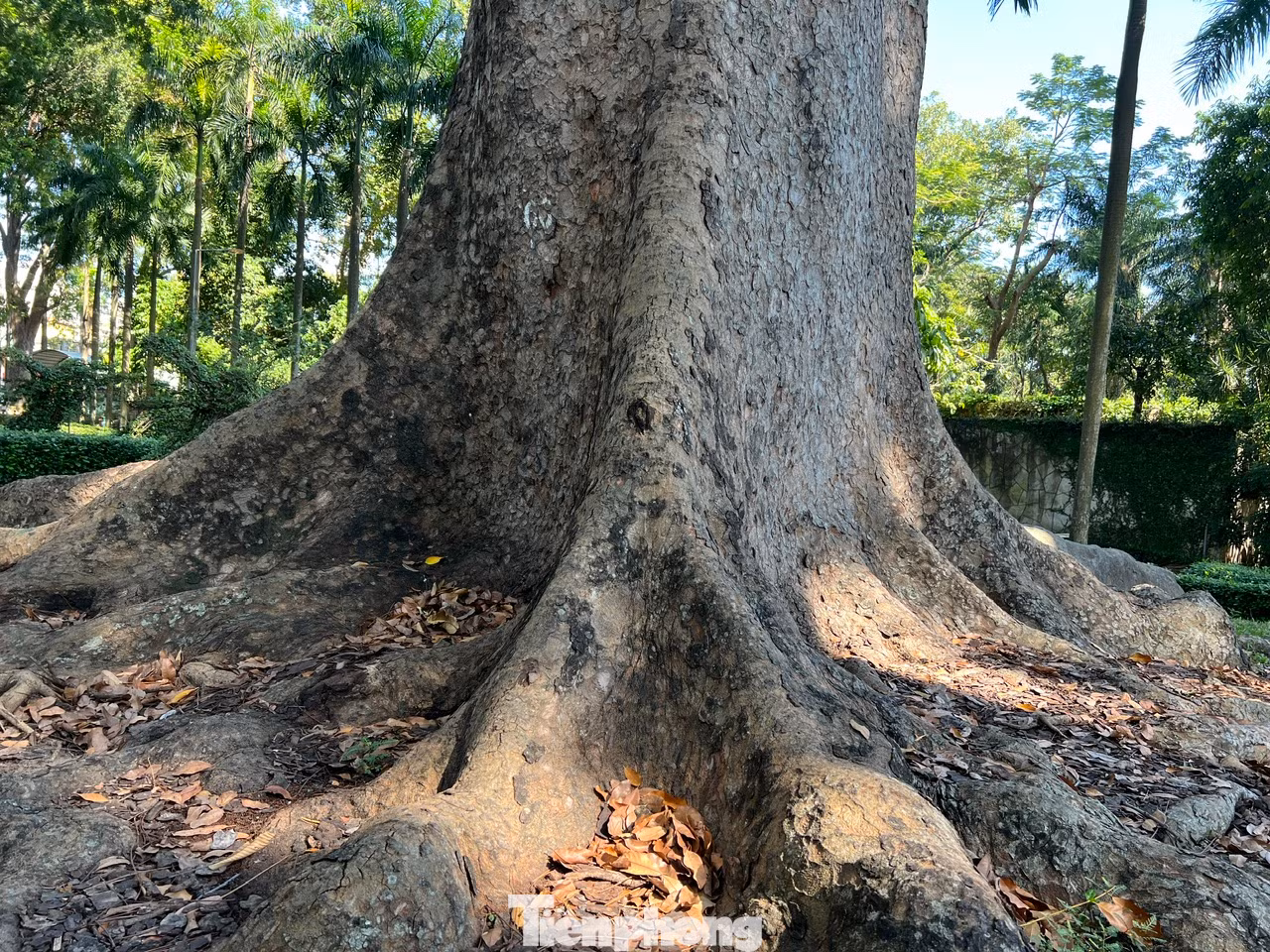 Gốc cây xà cừ có rễ nổi to trên mặt đất