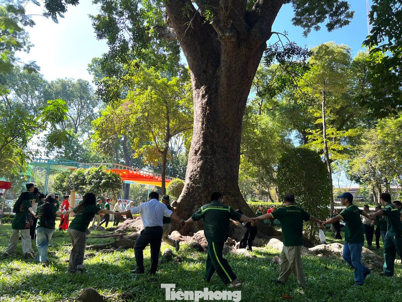 Cây tỏa bóng mát quanh năm Cây tỏa bóng mát quanh năm