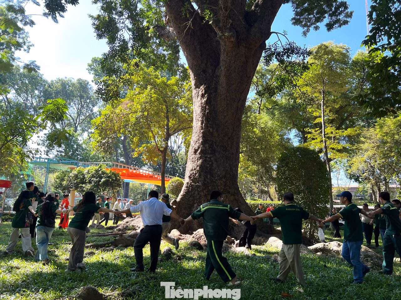 Cây tỏa bóng mát quanh năm