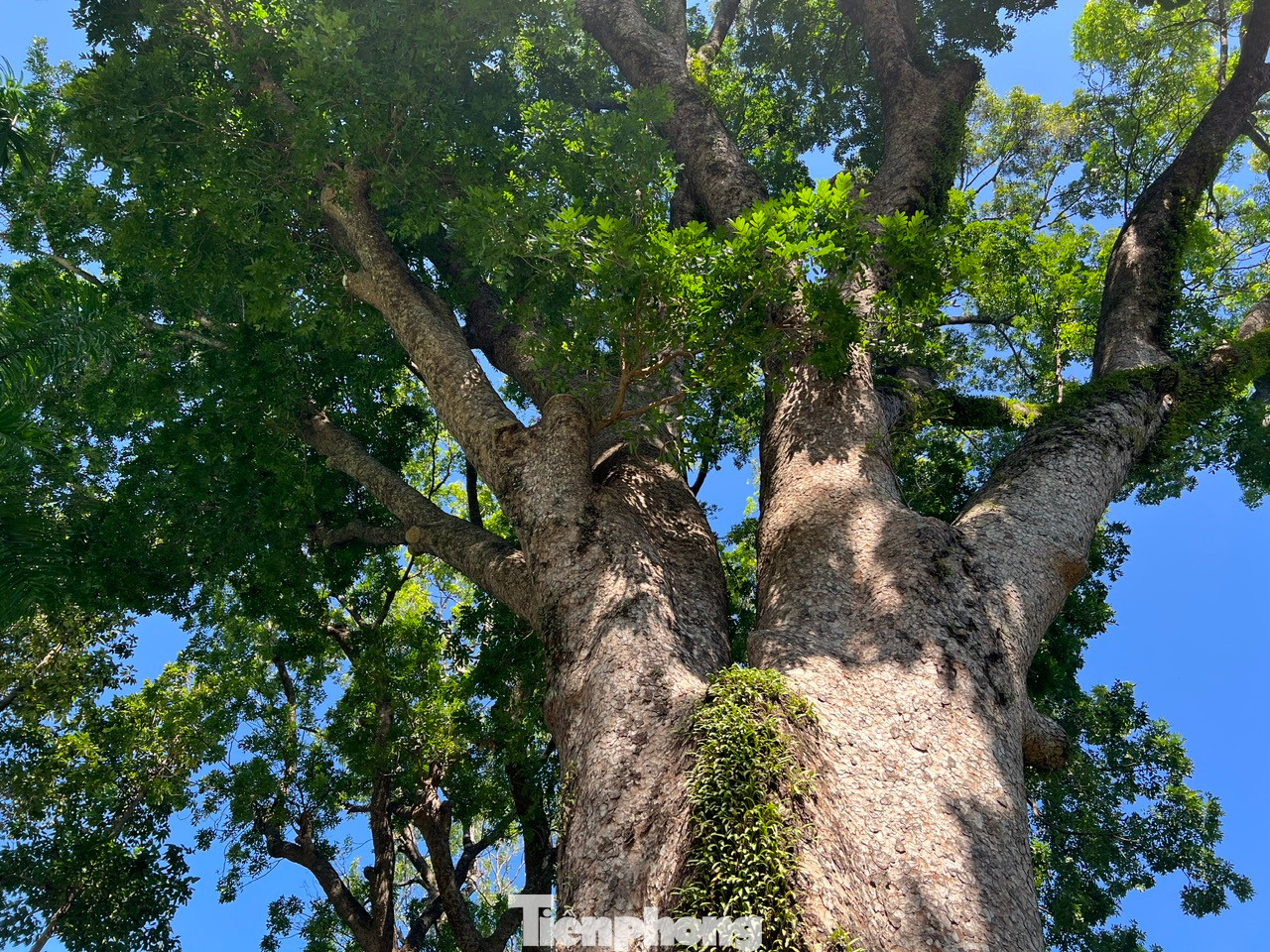 Các cây di sản không chỉ có giá trị sinh thái mà còn là nhân chứng sống của lịch sử Việt Nam Các cây di sản không chỉ có giá trị sinh thái mà còn là nhân chứng sống của lịch sử Việt Nam