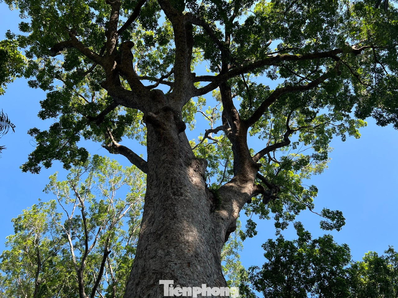 Những thân cây cao hàng chục mét vươn mình giữa trời xanh Những thân cây cao hàng chục mét vươn mình giữa trời xanh
