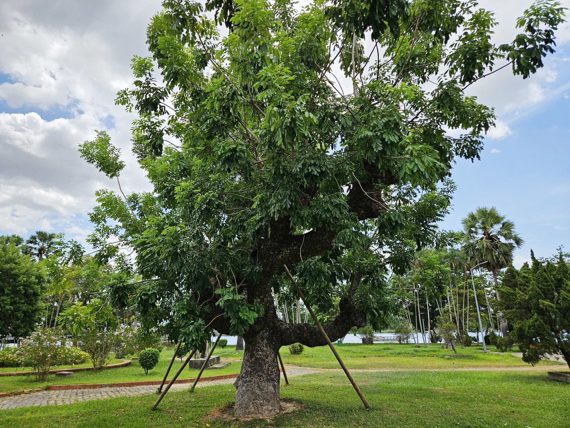 Cây xà cừ 120 năm tuổi tại Huế từng bị đổ ngã trơ gốc 4 năm trước do cơn bão số 13 đã được hồi sinh. Ảnh: Thế Nghĩa Cây xà cừ 120 năm tuổi tại Huế từng bị đổ ngã trơ gốc 4 năm trước do cơn bão số 13 đã được hồi sinh. Ảnh: Thế Nghĩa