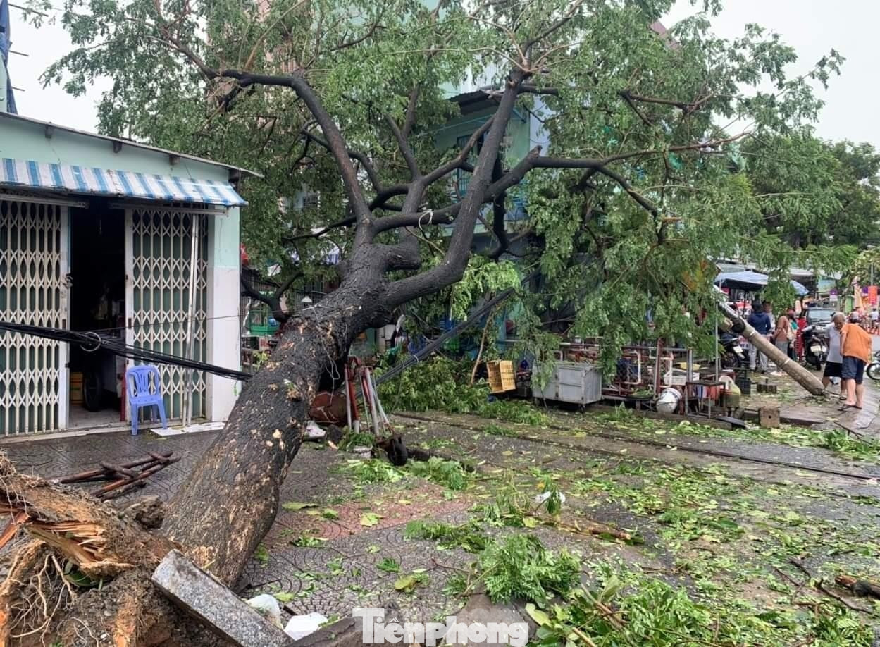 Cây bị ngã đổ tùy theo tình trạng có thể trồng lại. Ảnh: Thanh Hiền. Cây bị ngã đổ tùy theo tình trạng có thể trồng lại. Ảnh: Thanh Hiền.