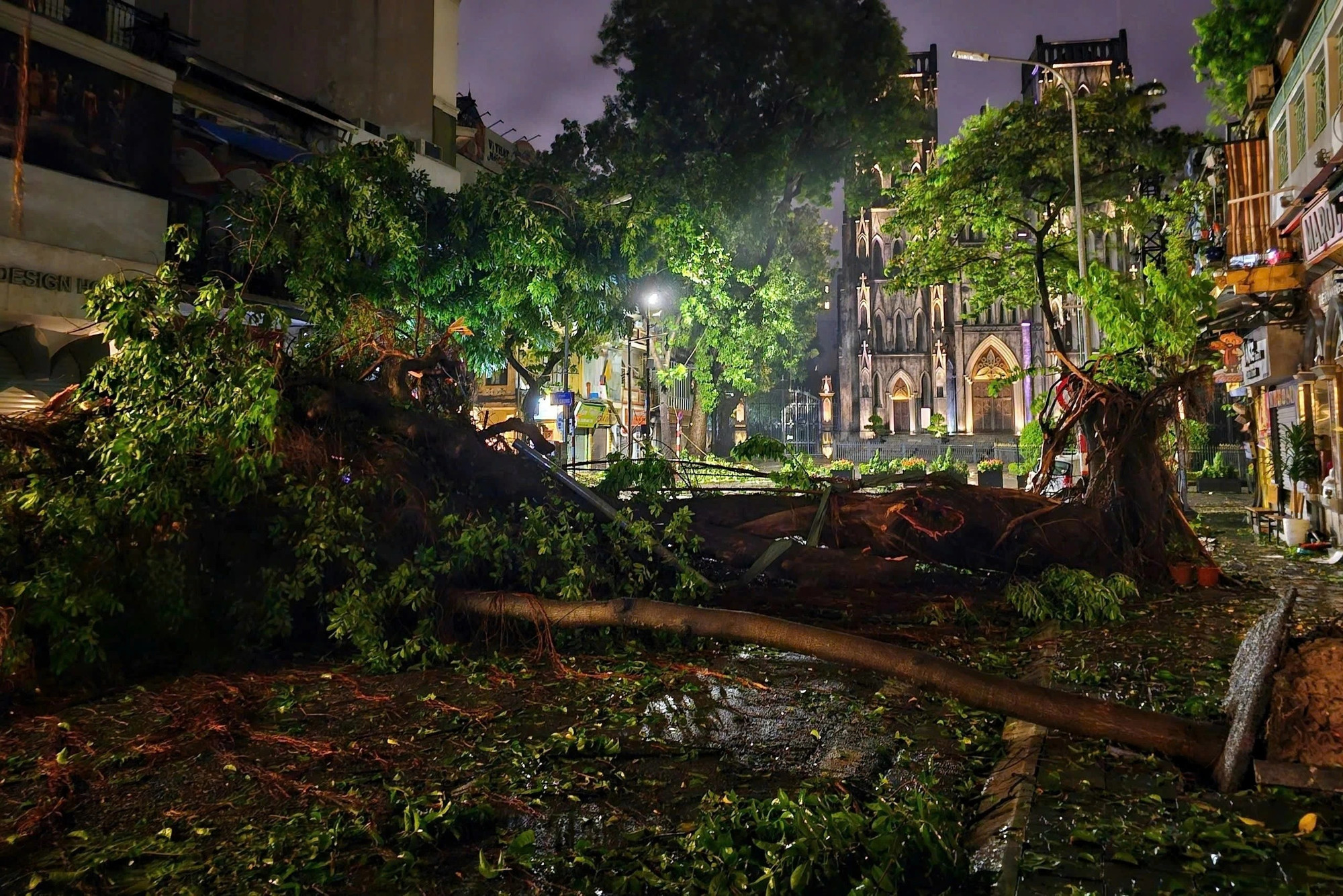 Cổ thụ gần Nhà thờ lớn Hà Nội bị đổ, gây nhiều nuối tiếc. Ảnh: Đức Nguyễn Cổ thụ gần Nhà thờ lớn Hà Nội bị đổ, gây nhiều nuối tiếc. Ảnh: Đức Nguyễn