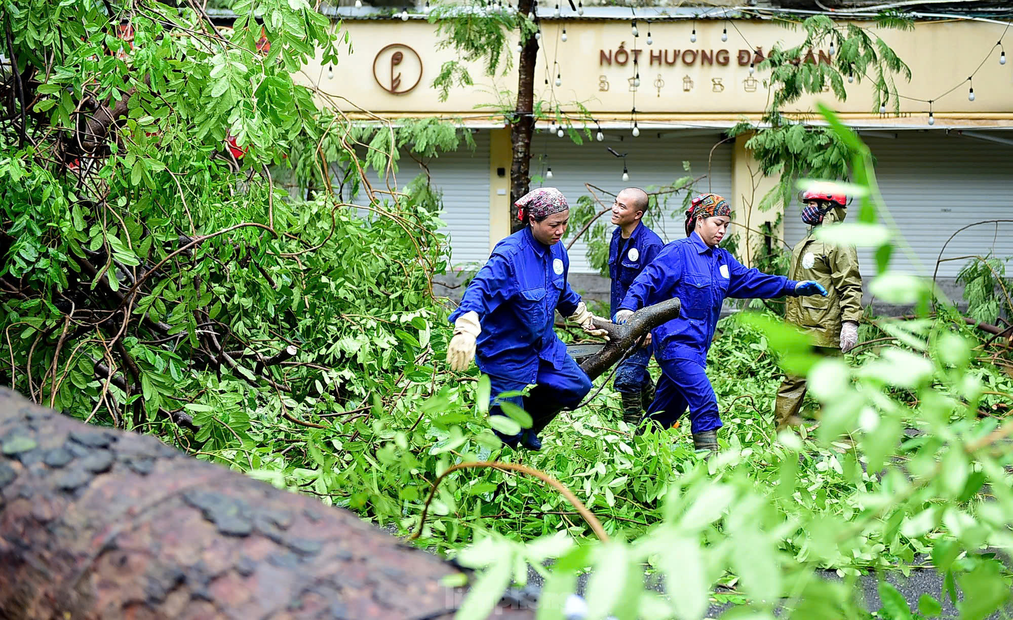 Dọn dẹp cây đổ sau bão ở Hà Nội. Dọn dẹp cây đổ sau bão ở Hà Nội.