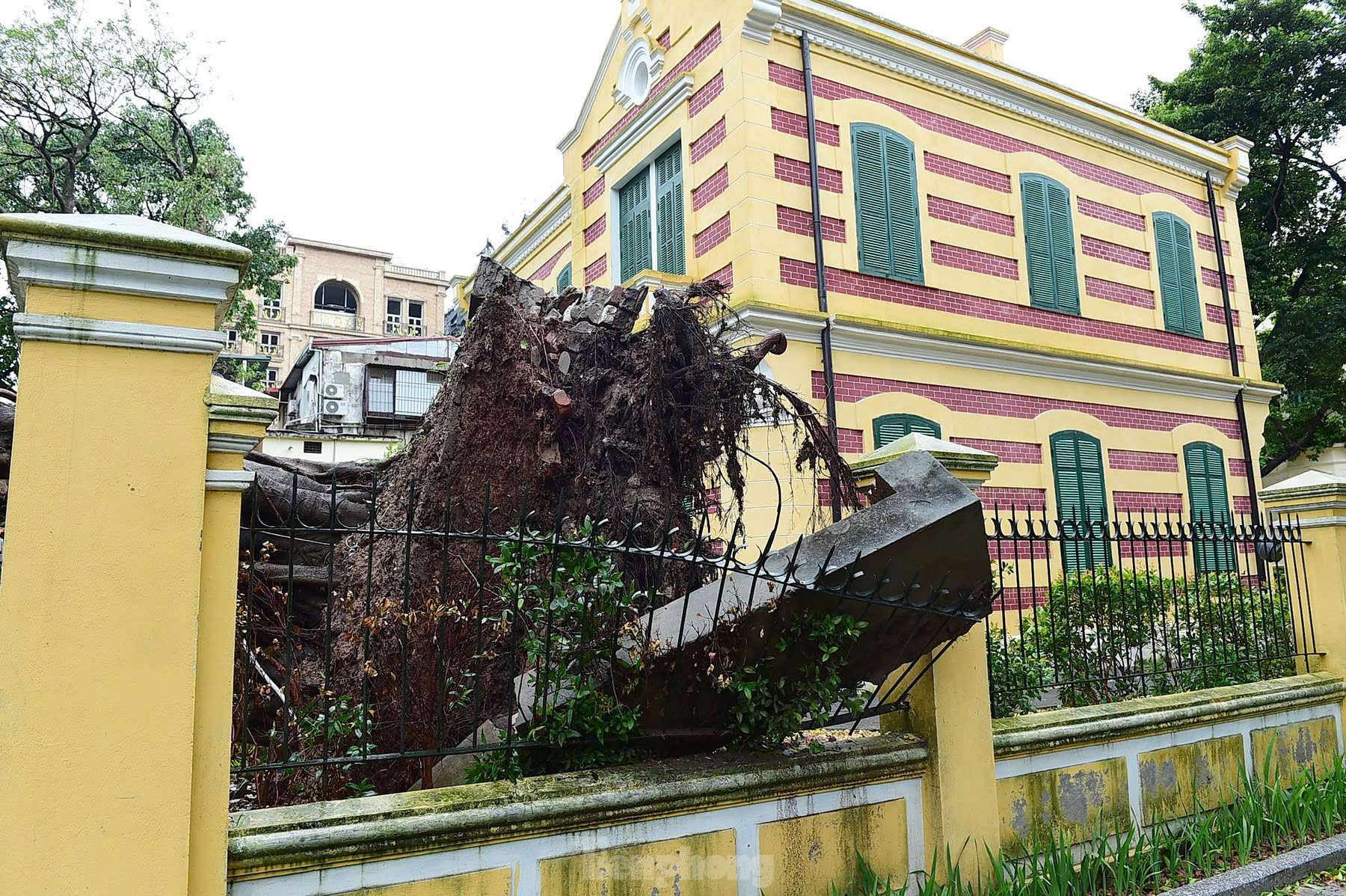 Cổ thụ gắn bó với biệt thự 49 Trần Hưng Đạo bật gốc sau bão. Ảnh: Xuân Tùng Cổ thụ gắn bó với biệt thự 49 Trần Hưng Đạo bật gốc sau bão. Ảnh: Xuân Tùng