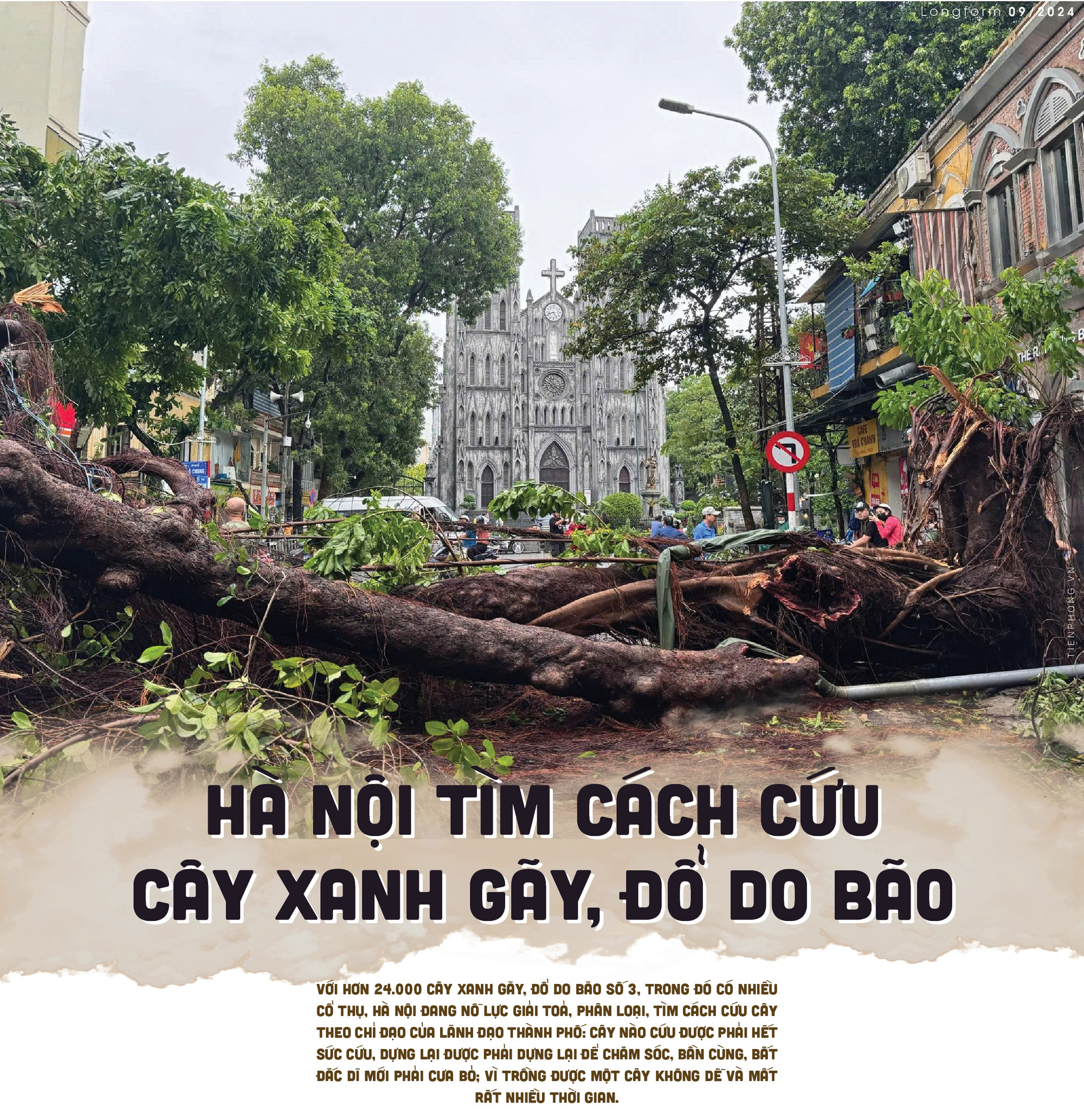 'Hồi sinh' cây xanh bị gãy đổ do bão, Hà Nội phải làm gì?