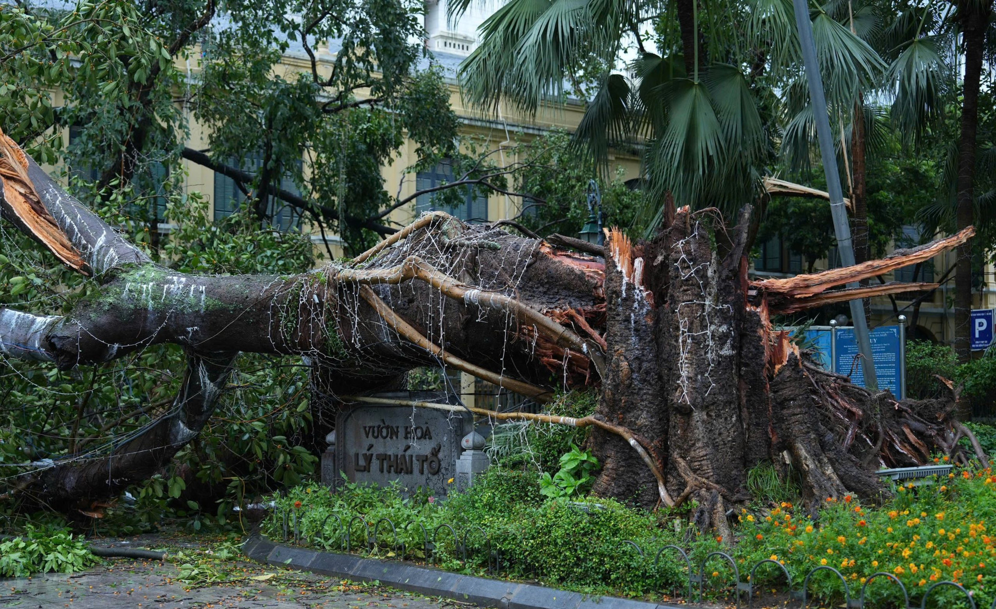 Cây đa nhiều năm tuổi ở Vườn hoa Lý Thái Tổ bị gãy đôi sau bão. Ảnh: Dương Triều Cây đa nhiều năm tuổi ở Vườn hoa Lý Thái Tổ bị gãy đôi sau bão. Ảnh: Dương Triều