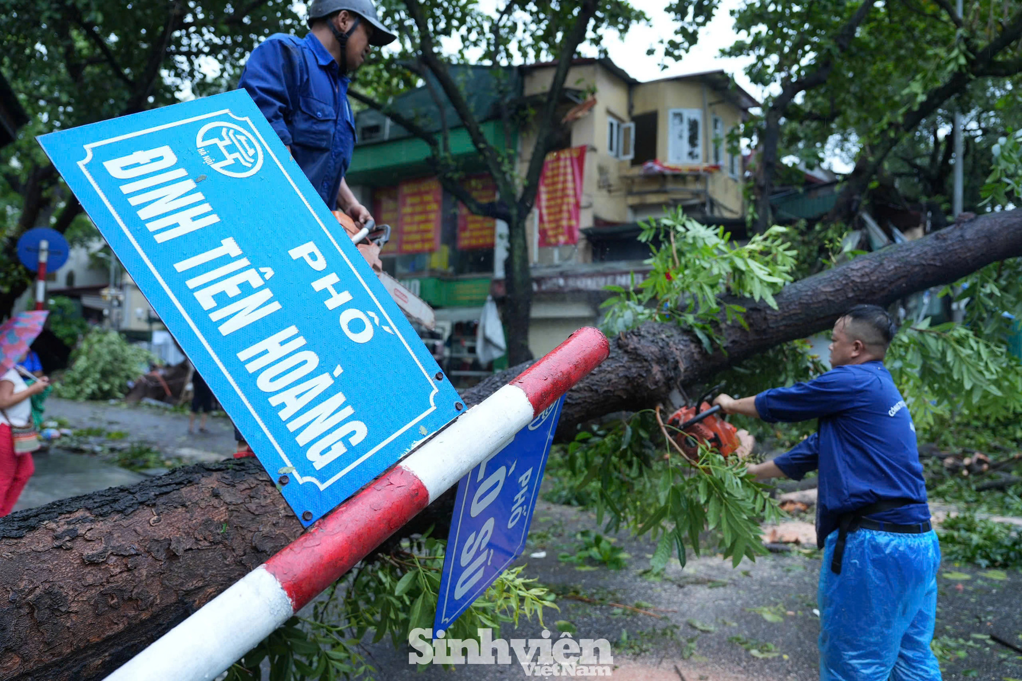Dọn dẹp cây đổ sau bão. Ảnh: Dương Triều Dọn dẹp cây đổ sau bão. Ảnh: Dương Triều