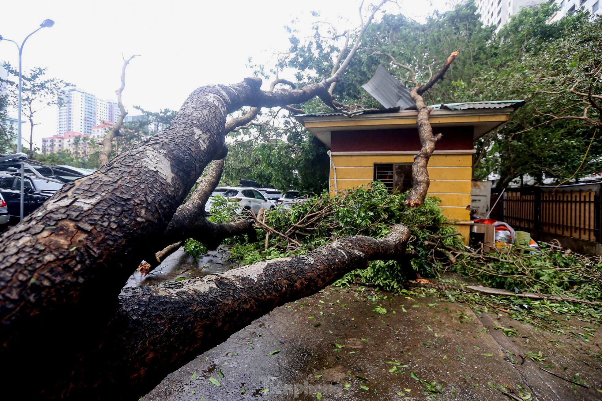 Cây gãy đổ trên địa bàn thành phố Hà Nội. Ảnh: Duy Phạm Cây gãy đổ trên địa bàn thành phố Hà Nội. Ảnh: Duy Phạm