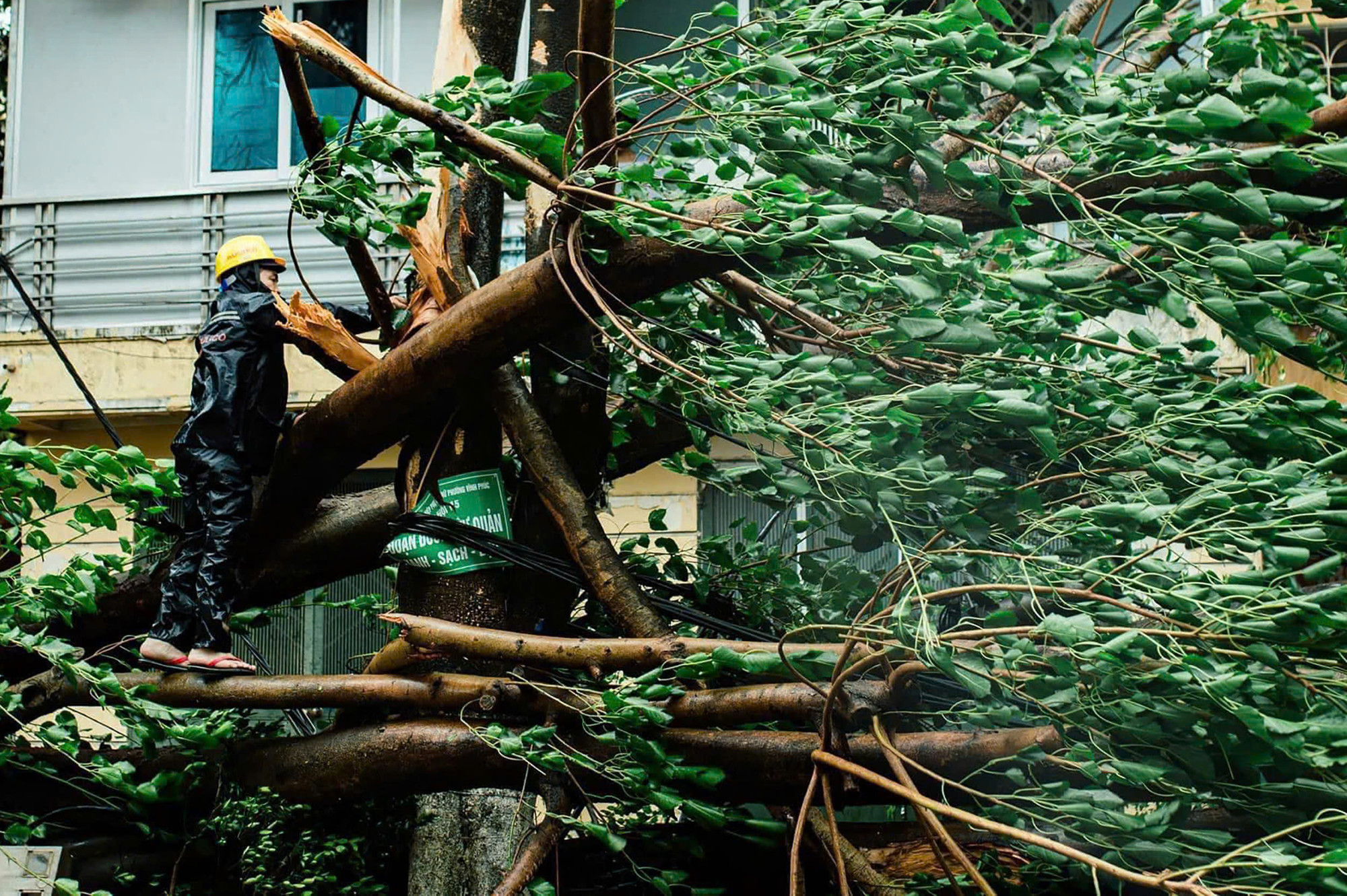 Dọn dẹp cây đổ sau bão. Ảnh: Dương Triều Dọn dẹp cây đổ sau bão. Ảnh: Dương Triều