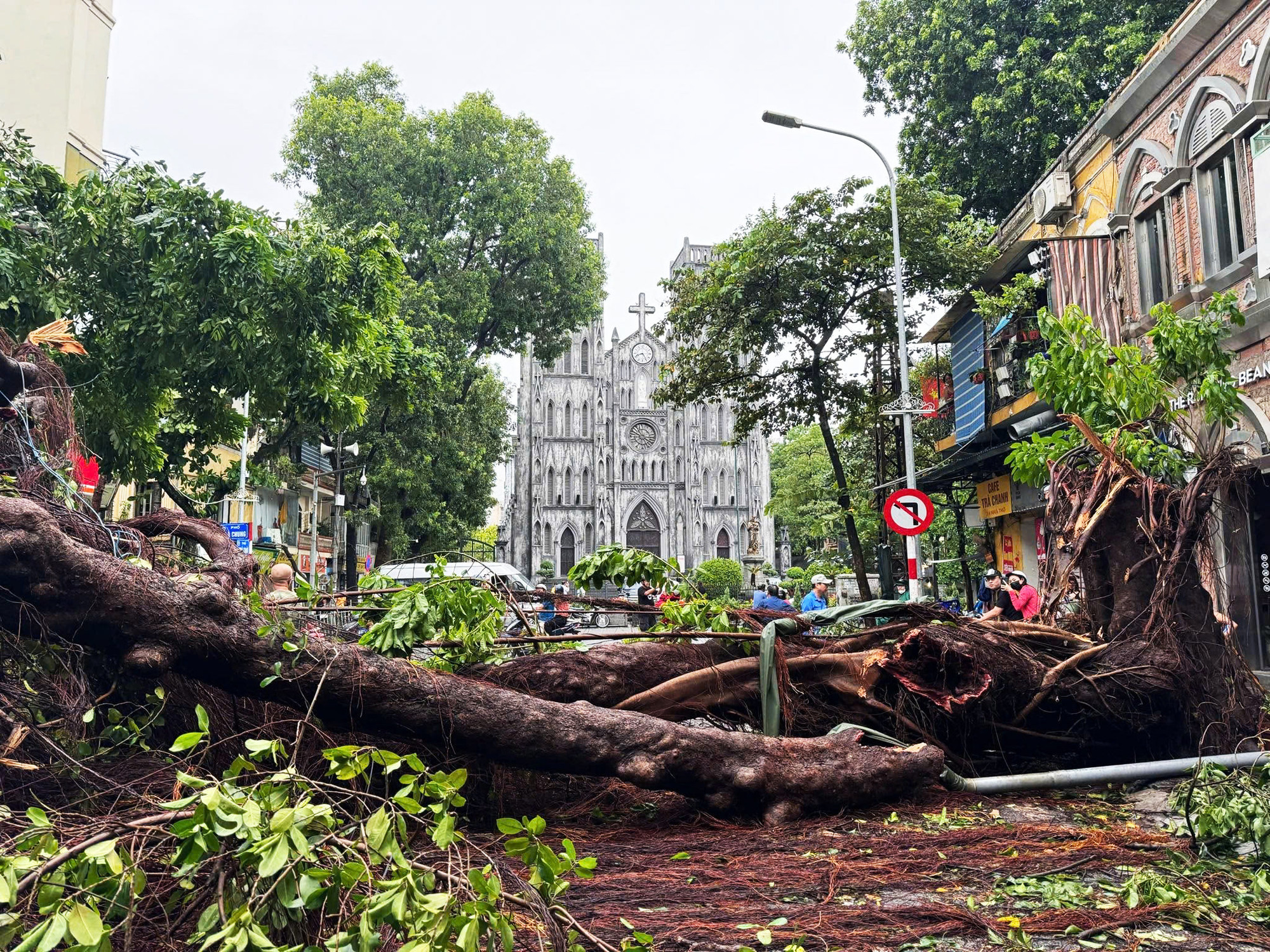 Cổ thụ gần Nhà thờ lớn Hà Nội bị đổ, gây nhiều nuối tiếc. Ảnh: Đức Nguyễn Cổ thụ gần Nhà thờ lớn Hà Nội bị đổ, gây nhiều nuối tiếc. Ảnh: Đức Nguyễn