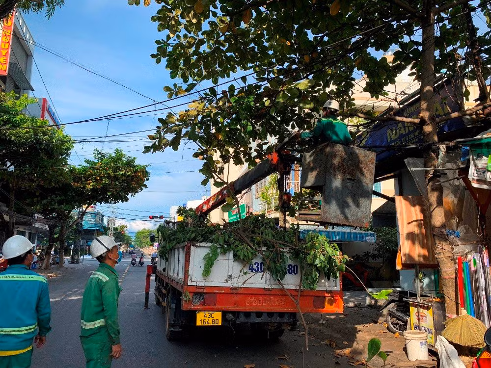 Từ cuối tháng 7, Đà Nẵng đã có kế hoạch ứng phó và khắc phục bão đối với cây xanh đô thị trên địa bàn nhằm giảm thiểu thiệt hại do bão gây ra đối với hệ thống cây xanh, đặc biệt là cây xanh công cộng. Từ cuối tháng 7, Đà Nẵng đã có kế hoạch ứng phó và khắc phục bão đối với cây xanh đô thị trên địa bàn nhằm giảm thiểu thiệt hại do bão gây ra đối với hệ thống cây xanh, đặc biệt là cây xanh công cộng.