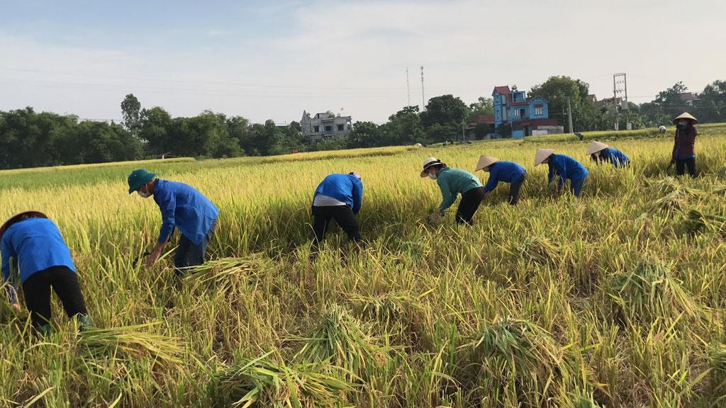 Thanh niên tình nguyện tỉnh Bắc Giang thu hoạch lúa cho những gia đình bị cách ly Thanh niên tình nguyện tỉnh Bắc Giang thu hoạch lúa cho những gia đình bị cách ly